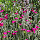 Red Flowered Rose Campion, 20 Seeds