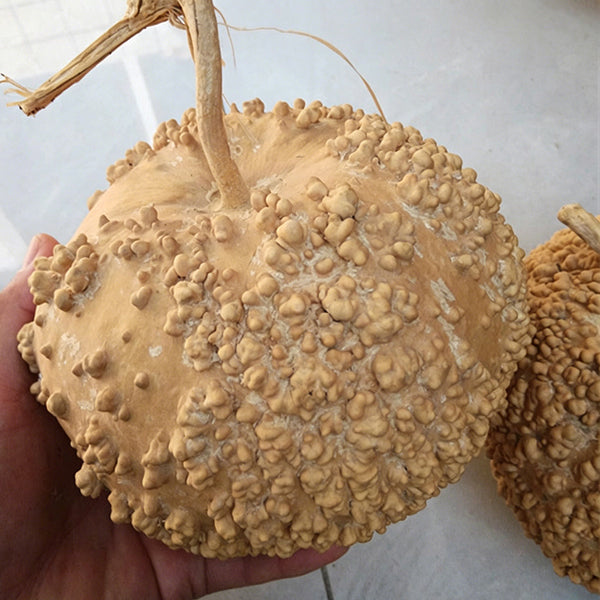 Man Tian Xing Gourd, 5 Seeds