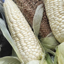 White Sweet Glutinous Corn Seeds