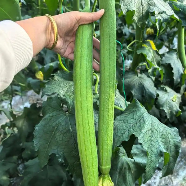 Thailand Medium Green Luffa, 100 Seeds