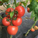 Pink Emperor Tomato Seeds, 1000 Seeds