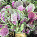 Red-Green Round-leaf Amaranth Seeds, 5g