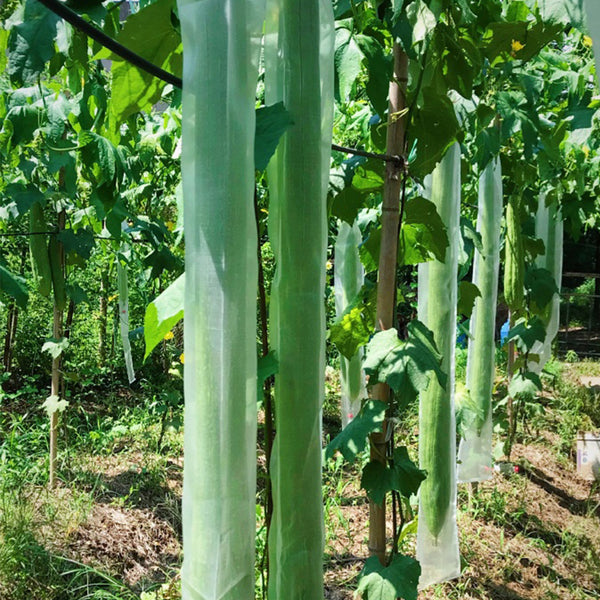 Giant No.1 Extra-long Luffa Seeds, 10 Seeds