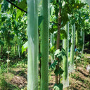Giant No.1 Extra-long Luffa Seeds, 10 Seeds