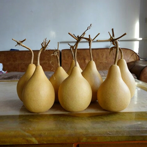 Dipper Gourd, 15 Seeds