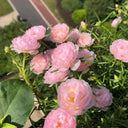 Hezhichun Pink Moss-Rose Purslane Seeds, 1g