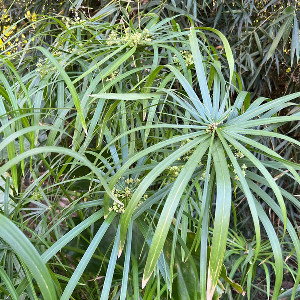 Umbrella Sedge, 500 Seeds