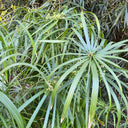 Umbrella Sedge, 500 Seeds