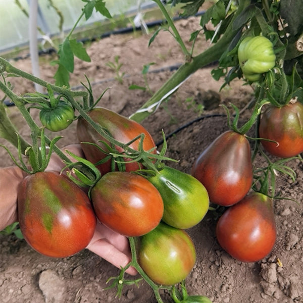 649 Ravenna Old Heart Tomato, 5 Seeds