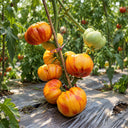 18 Marcy's Mystery Tomato, 5 Seeds