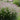 U2222 Purple Fountain Grass, 200 Seeds