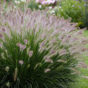 U2222 Purple Fountain Grass, 200 Seeds