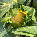 Jin Buhuan Cauliflower, 30 Seeds
