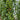 561 Morgan Love Tomato, 5 Seeds