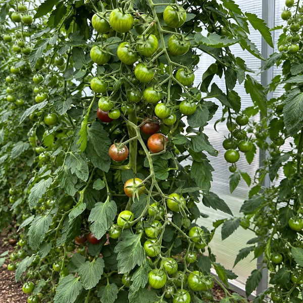 561 Morgan Love Tomato, 5 Seeds