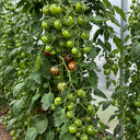 561 Morgan Love Tomato, 5 Seeds