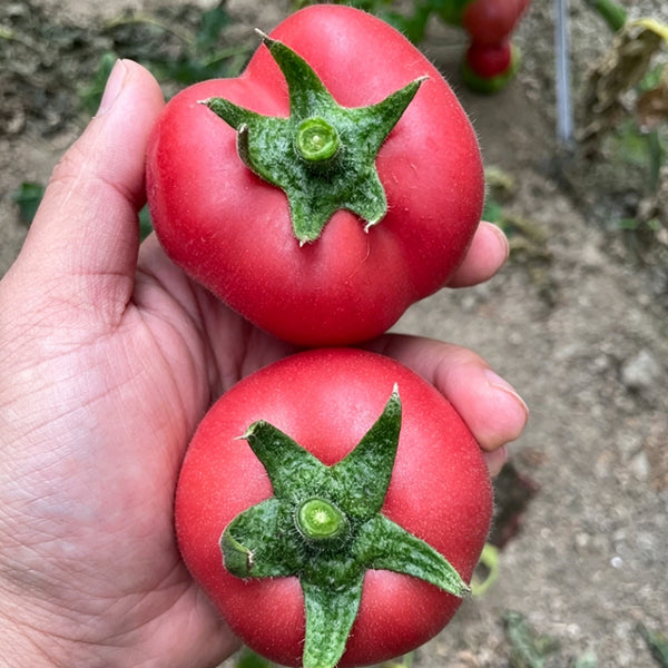 Pink Peach Fruit Tomato Seeds, 0.5g