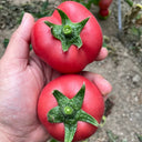 Pink Peach Fruit Tomato Seeds, 0.5g