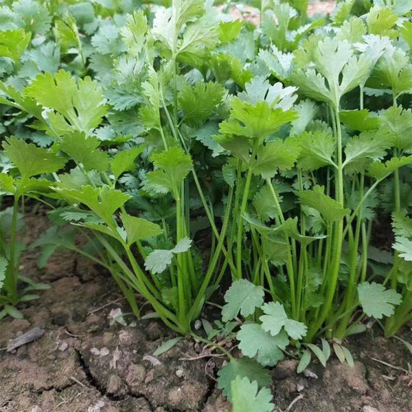 Evergreen Iron Stem Cilantro Seeds, 10g