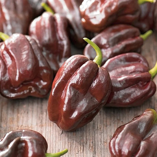 Chocolate Habanero, 5 Seeds