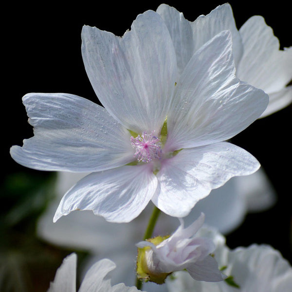 White Flowered Mallow, 200 Seeds