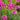 Sea Thrift Armeria Maritima, 10 Seeds