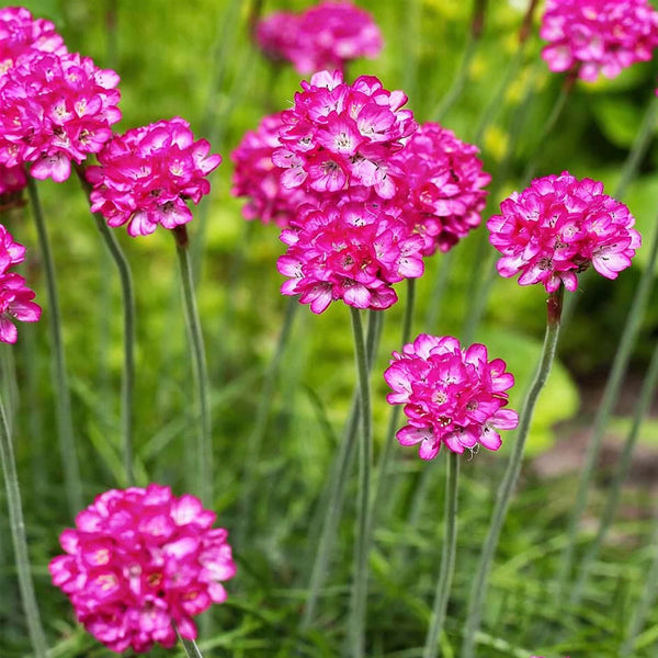 Sea Thrift Armeria Maritima, 10 Seeds