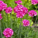 Sea Thrift Armeria Maritima, 10 Seeds