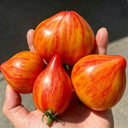 Lyudmila's Dream Tomato, 5 Seeds