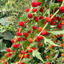 Strawberry Spinach, 200 Seeds