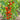 419 Russian Queen Tomato, 5 Seeds
