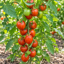 419 Russian Queen Tomato, 5 Seeds