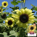 'Green Crown' Ornamental Sunflower Seeds, 1g