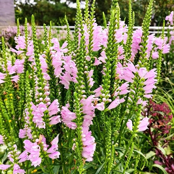 Pink Obedient Plant, 100 Seeds