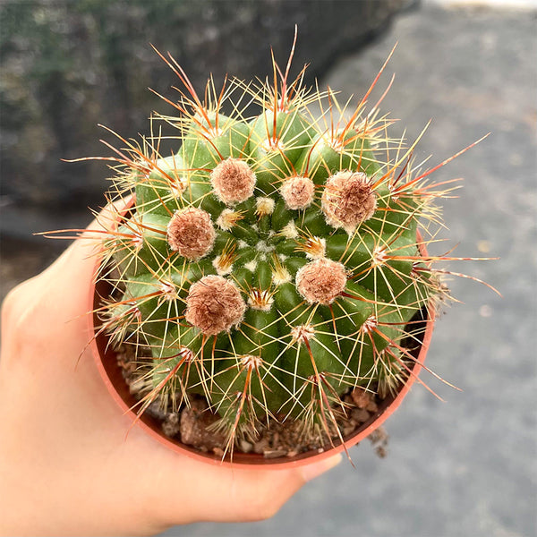 Parodia ottonis 'Pink Flower', 3-4cm