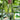 Chinese Large Thorn Fruit Cucumber, 20 Seeds