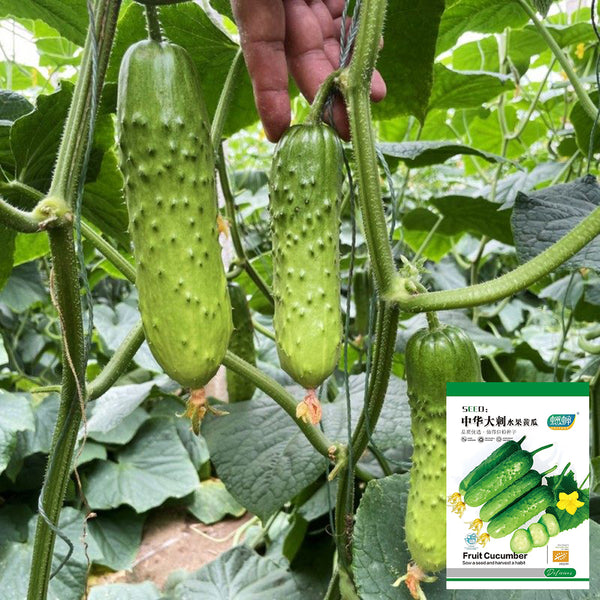 Chinese Large Thorn Fruit Cucumber, 20 Seeds