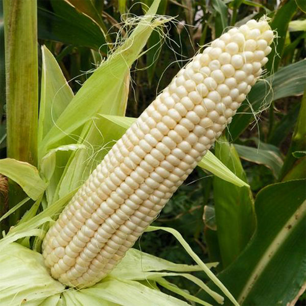 White Sweet Glutinous Corn Seeds