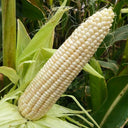 White Sweet Glutinous Corn Seeds