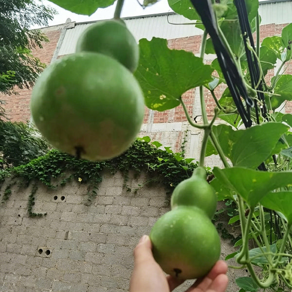 Jade Green Gourd, 10 Seeds