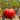 Red Brandywine Beefsteak Tomato, 10 Seeds