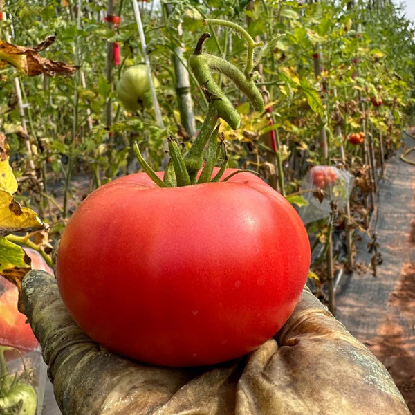 Red Brandywine Beefsteak Tomato, 10 Seeds