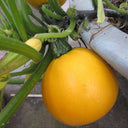 Yellow Pearl Zucchini Seeds
