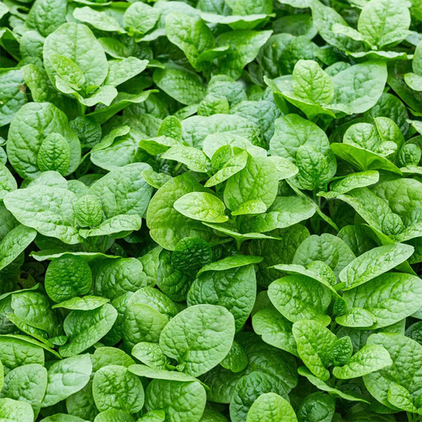 'Nongdianzan' Creamy Malabar Spinach Seeds, 10g