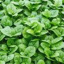 'Nongdianzan' Creamy Malabar Spinach Seeds, 10g