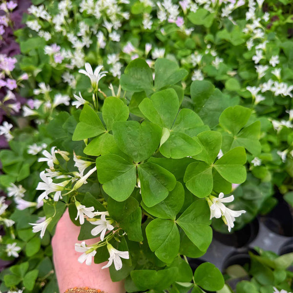 Oxalis triangularis Green, 10 Bulbs