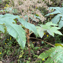 Rice Paper Plant, 100 Seeds