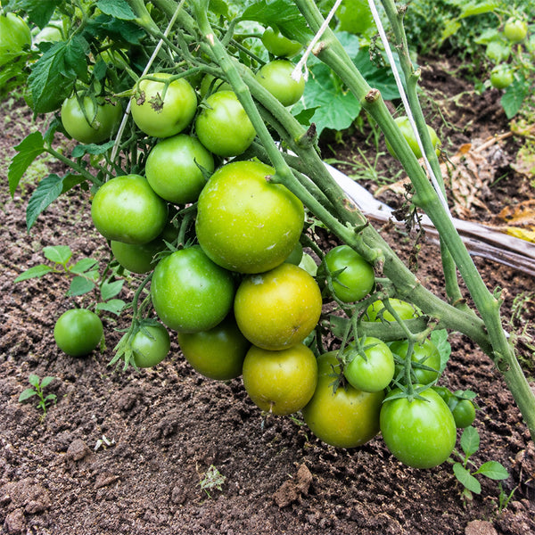 127 Lime Green Salad Tomato, 5 Seeds
