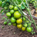 127 Lime Green Salad Tomato, 5 Seeds