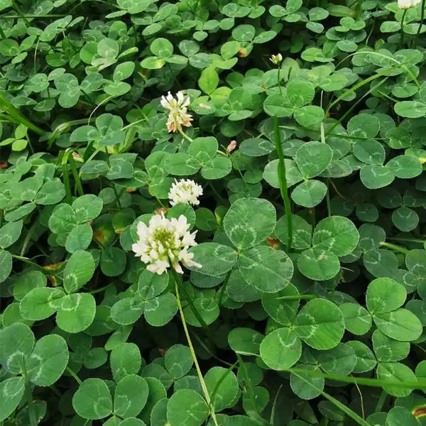 White Clover, 2000 Seeds